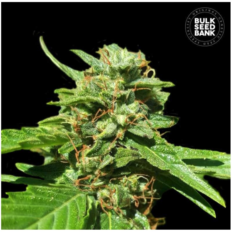 CBD NEPAL GOLD · Bulk Seed Bank · semillas de marihuana · Fem