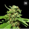 CBD NEPAL GOLD · Bulk Seed Bank · semi di canapa · Fem