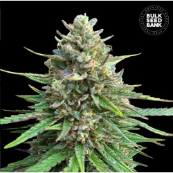 CBD SATIVA KING · Bulk Seed Bank · semillas de marihuana · Fem