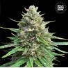 CBD SATIVA KING · Bulk Seed Bank · semillas de marihuana · Fem