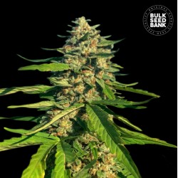 CBG CRITICAL MASS · Bulk...