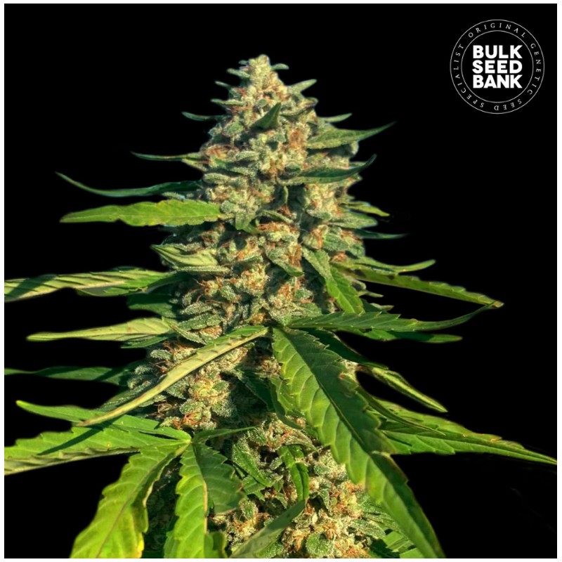CBG CRITICAL MASS · Bulk Seed Bank · cannabis seeds · Fem