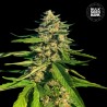 CBG CRITICAL MASS · Bulk Seed Bank · semillas de marihuana · Fem