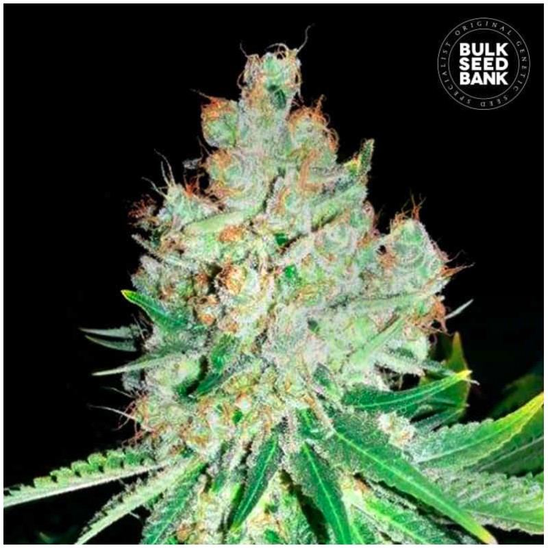 CHEESE · Bulk Seed Bank · semillas de marihuana · Fem