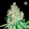 CHEESE · Bulk Seed Bank · semi di canapa · Fem