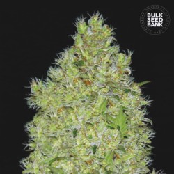CHRONICAL · Bulk Seed Bank · semillas de marihuana · Fem