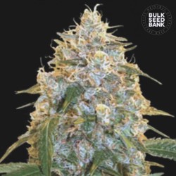 COCOPOPO · Bulk Seed Bank · semi di canapa · Fem