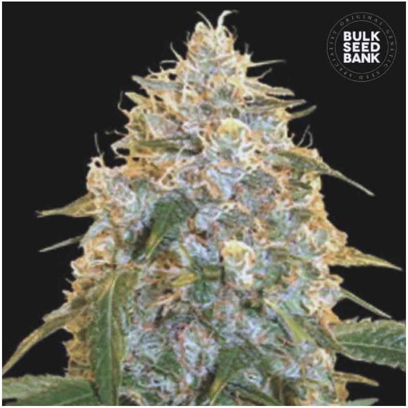 COCOPOPO · Bulk Seed Bank · semillas de marihuana · Fem