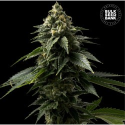 COFFE ROCKET · Bulk Seed Bank · cannabis seeds · Fem