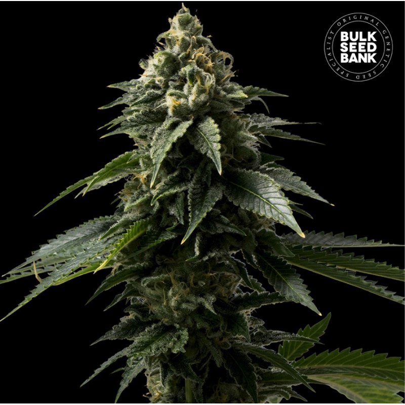 COFFE ROCKET · Bulk Seed Bank · semi di canapa · Fem