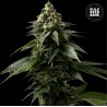 COFFE ROCKET · Bulk Seed Bank · semillas de marihuana · Fem
