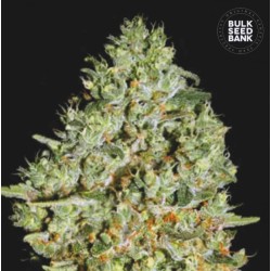 CRITICAL · Bulk Seed Bank · cannabis seeds · Fem