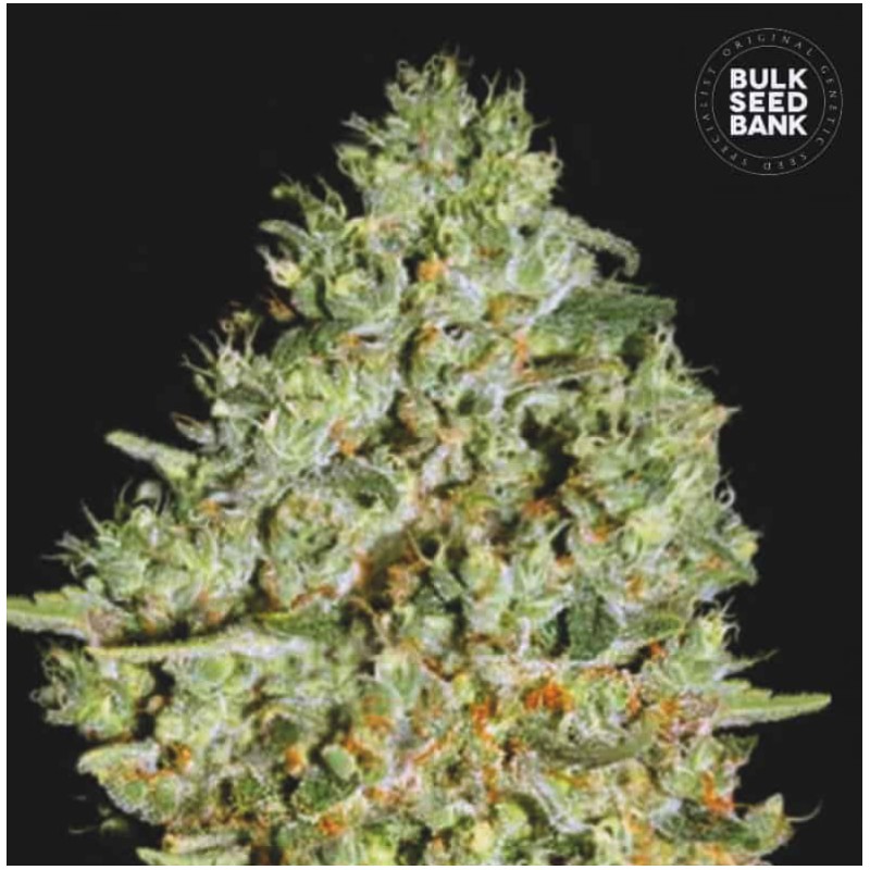 CRITICAL · Bulk Seed Bank · semillas de marihuana · Fem