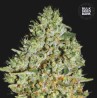 CRITICAL · Bulk Seed Bank · cannabis seeds · Fem