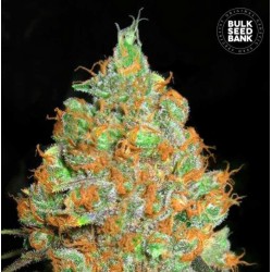 CRITICAL MASS · Bulk Seed Bank · cannabis seeds · Fem