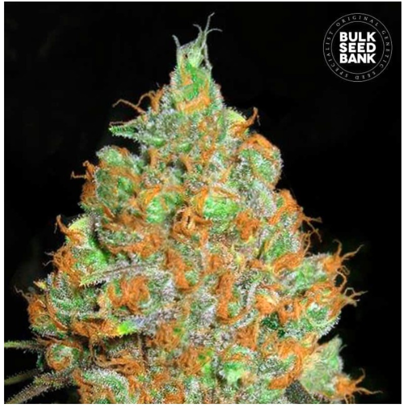 CRITICAL MASS · Bulk Seed Bank · semi di canapa · Fem