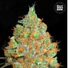 CRITICAL MASS · Bulk Seed Bank · cannabis seeds · Fem