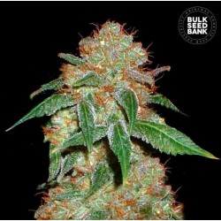 DARK DOMINA · Bulk Seed Bank · semi di canapa · Fem