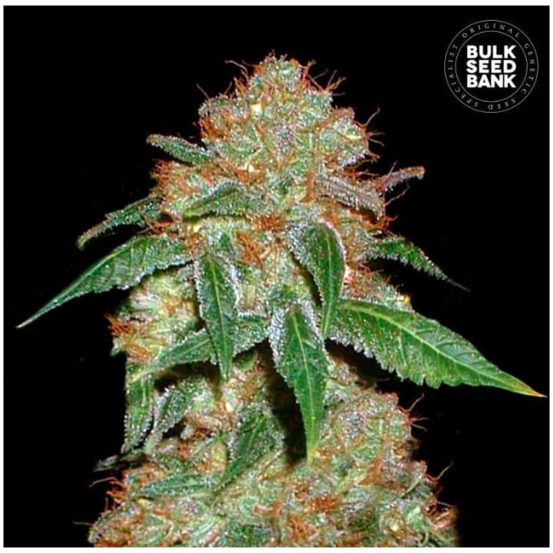 DARK DOMINA · Bulk Seed Bank · cannabis seeds · Fem