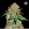 DARK DOMINA · Bulk Seed Bank · semillas de marihuana · Fem