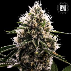 DOSIDOS ROCKETOS · Bulk Seed Bank · semillas de marihuana · Fem