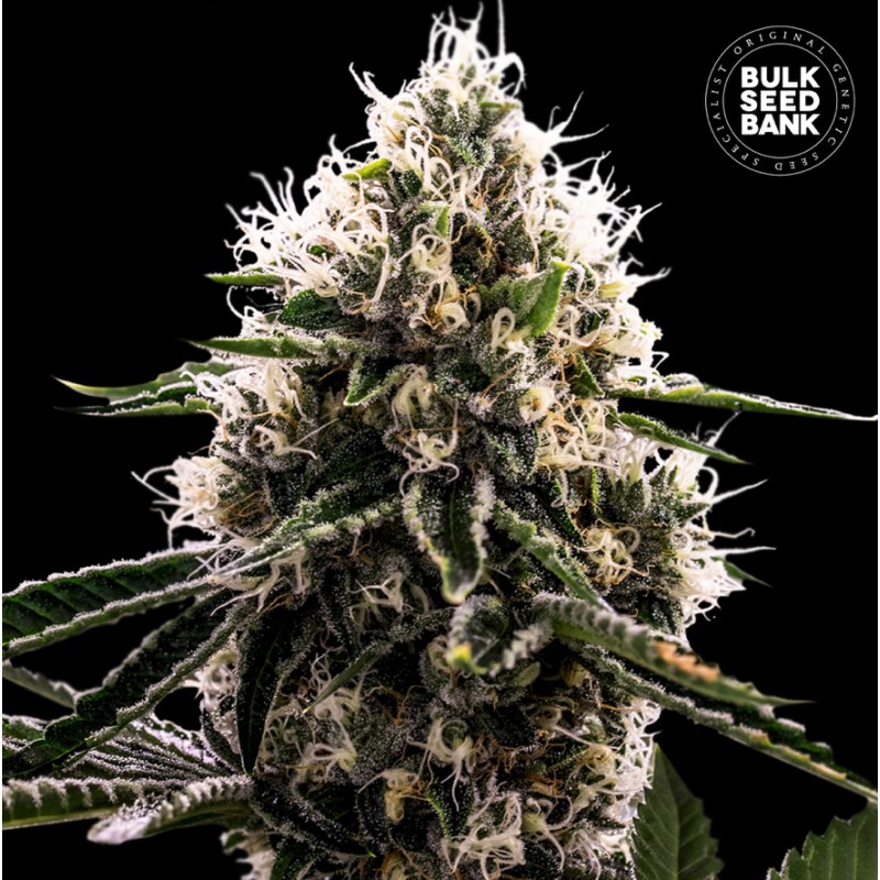 DOSIDOS ROCKETOS · Bulk Seed Bank · semillas de marihuana · Fem