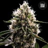 DOSIDOS ROCKETOS · Bulk Seed Bank · cannabis seeds · Fem