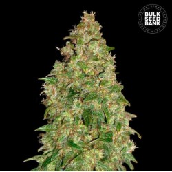 DUBAI POISON · Bulk Seed...