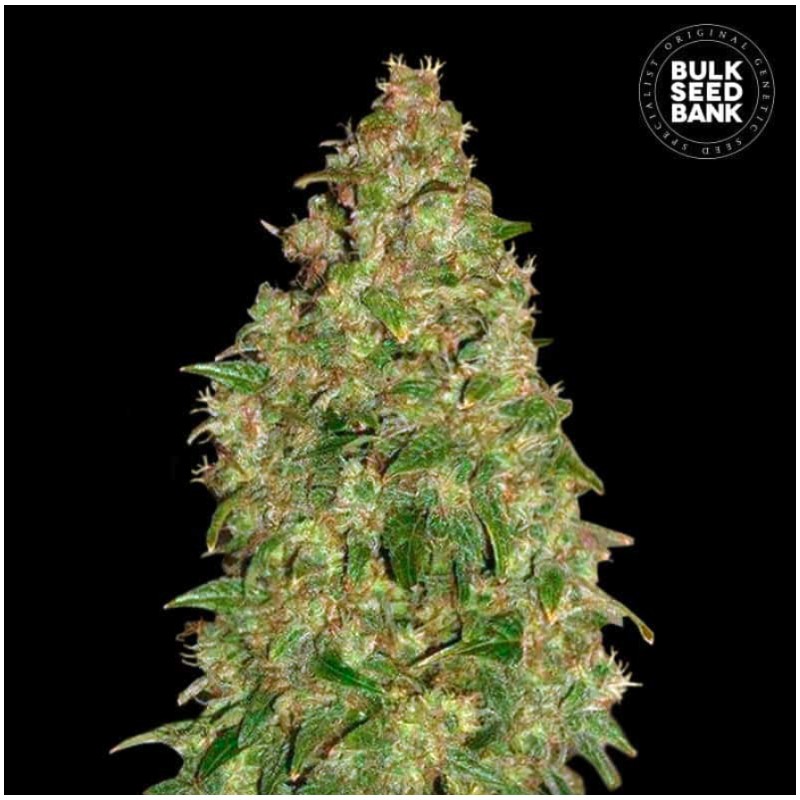 DUBAI POISON · Bulk Seed Bank · semillas de marihuana · Fem
