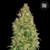DUBAI POISON · Bulk Seed Bank · semi di canapa · Fem