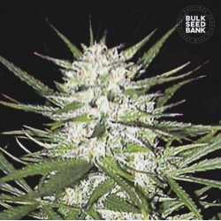 EARLY TOP SKUNK · Bulk Seed Bank · semillas de marihuana · Fem