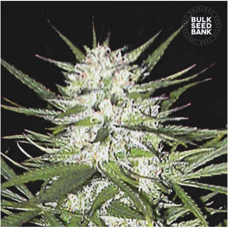 EARLY TOP SKUNK · Bulk Seed Bank · semillas de marihuana · Fem