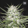 EARLY TOP SKUNK · Bulk Seed Bank · semillas de marihuana · Fem