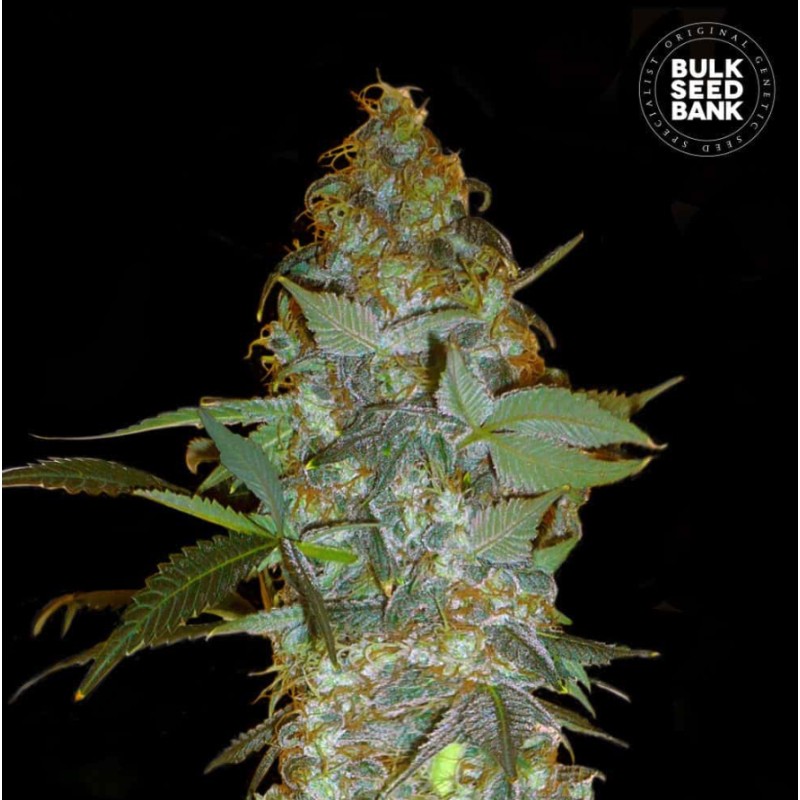 EUFORIA SPECIAL · Bulk Seed Bank · cannabis seeds · Fem