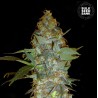 EUFORIA SPECIAL · Bulk Seed Bank · semillas de marihuana · Fem