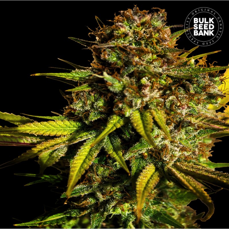 EXTRA MINTZ · Bulk Seed Bank · semi di canapa · Fem