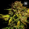 EXTRA MINTZ · Bulk Seed Bank · semillas de marihuana · Fem