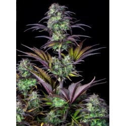 Original Auto Blueberry · FastBuds Seeds · semi di canapa · AutoFem