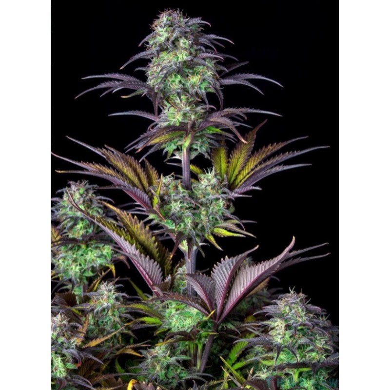 Original Auto Blueberry · FastBuds Seeds · semillas de marihuana · AutoFem