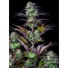 Original Auto Blueberry · FastBuds Seeds · semi di canapa · AutoFem