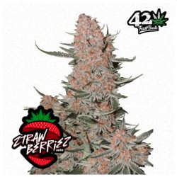 Ztrawberriez Auto · FastBuds Seeds ·semillas de marihuana · AutoFem