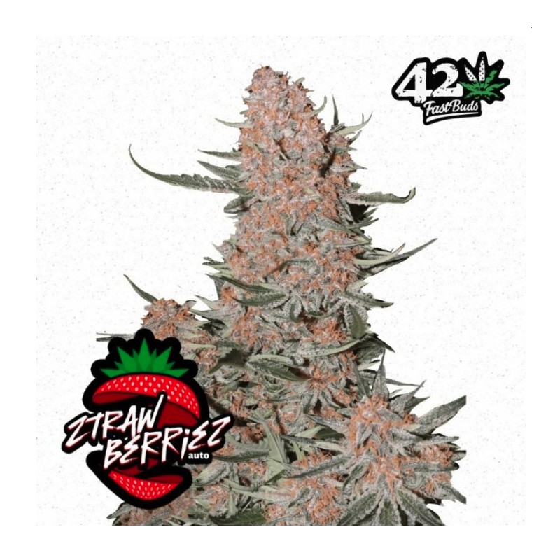 Ztrawberriez Auto · FastBuds Seeds ·semillas de marihuana · AutoFem