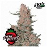 Ztrawberriez Auto · FastBuds Seeds ·semi di canapa · AutoFem