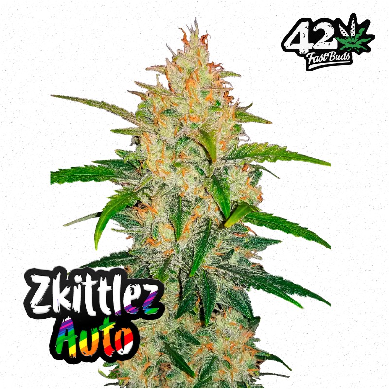 Zkittlez Auto – Semi Autofiorenti Fastbuds