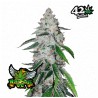 West Coast O.G. Auto · FastBuds Seeds · semi di canapa · AutoFem