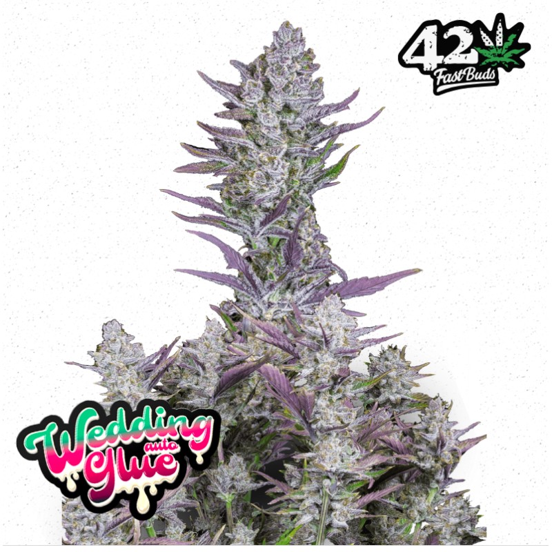 Wedding Glue Auto · FastBuds Seeds · semillas de marihuana · AutoFem