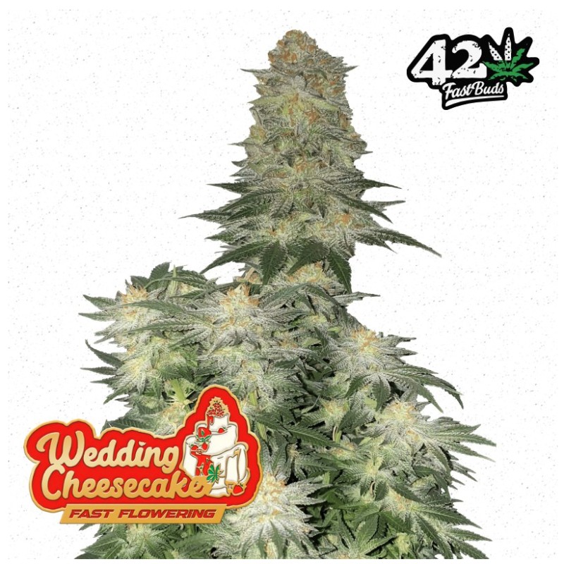 Wedding Cheesecake FF · FastBuds Seeds · semi di canapa · Fem