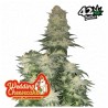 Wedding Cheesecake FF · FastBuds Seeds · semi di canapa · Fem