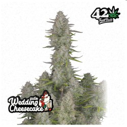 Wedding Cheesecake Auto – Semi Autofiorenti Fastbuds