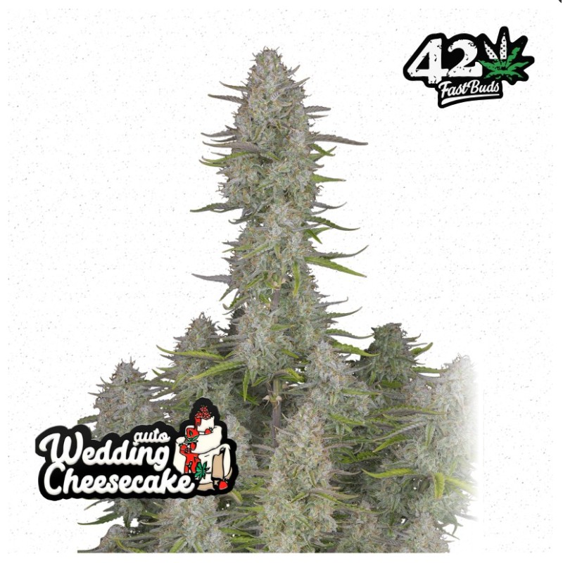 Wedding Cheesecake Auto – Semi Autofiorenti Fastbuds